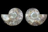Cut & Polished Ammonite Fossil - Crystal Chambers #88207-1